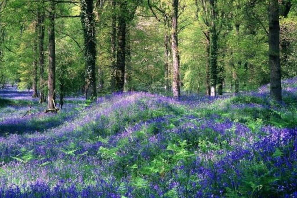 The Owl House Cottage Welsh Newton Common 外观 照片